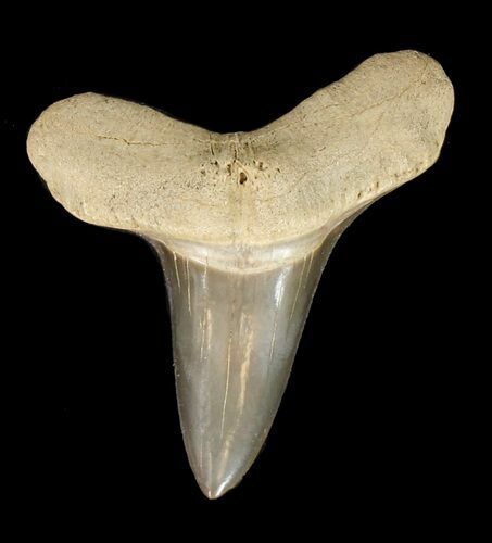 Cretoxyrhina Shark Tooth - Kansas #42954